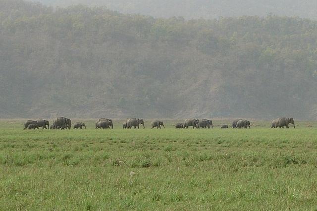 Elephants in Jim Corbett National Park (Amir Jacobi/Wikimedia Commons)