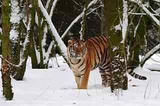 Tiger in the snow - Representative image (Jamie McDonald/Getty Images)