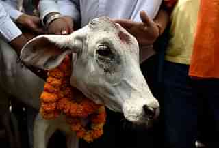BJP activists perform a ‘puja’ of a calf in New Delhi. (Photo by Mohd Zakir/Hindustan Times via Getty Images)