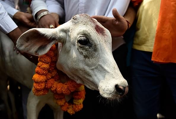 BJP activists perform a ‘puja’ of a calf in New Delhi. (Photo by Mohd Zakir/Hindustan Times via Getty Images)