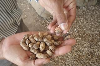 A trader examines groundnut brought to Junagadh Agricultural Produce Marketing Committee Yard in Gujarat in this 2011 file photo.&nbsp;