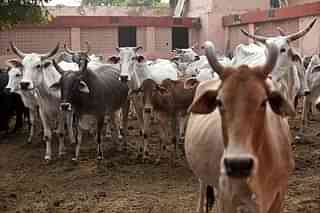 Cows rescued from smugglers at a shelter in Rajasthan. (Photo by Allison Joyce/Getty Images)