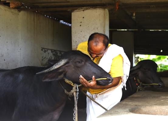 The relationship between owners and their bulls is plain parenthood.