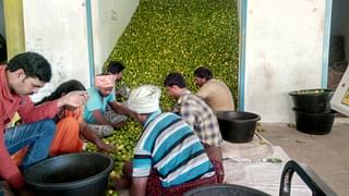 Workers sort lemon before being transported to various destinations across the country at a trader’s premise in Podalakur market.