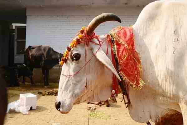 Representative image: a cow at a shelter in New Delhi. (Photo by Ramesh Pathania/Mint via Getty Images)