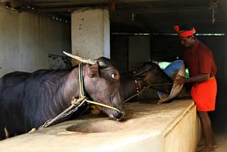 They are not our bulls, they are our children, say owners of the Kambala bulls.