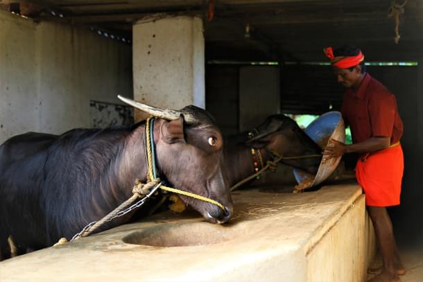 They are not our bulls, they are our children, say owners of the Kambala bulls.