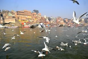 A flock of migratory Siberian birds over the river Ganga in Varanasi. (Rajesh Kumar/Hindustan Times via GettyImages) 