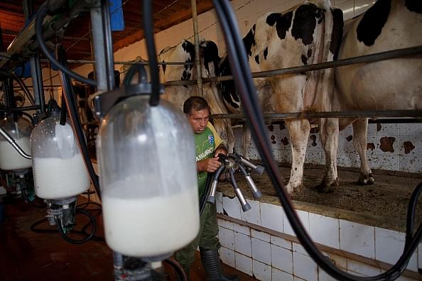 Representative image of a dairy farm in Spain. (Photo by Pablo Blazquez Dominguez/Getty Images)