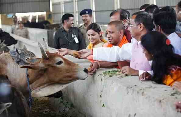 Uttar Pradesh Chief Minister Yogi Adityanath feeding cows. (Picture for representation).