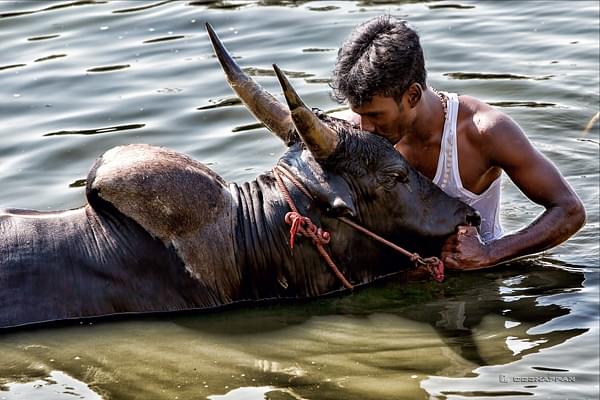 Jallikattu is not just a sport, but an integrated system with the local agro-eco web. 