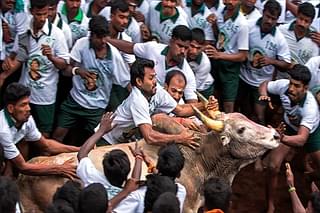 Jallikattu and related bull festivals are Dravidian pride sports.