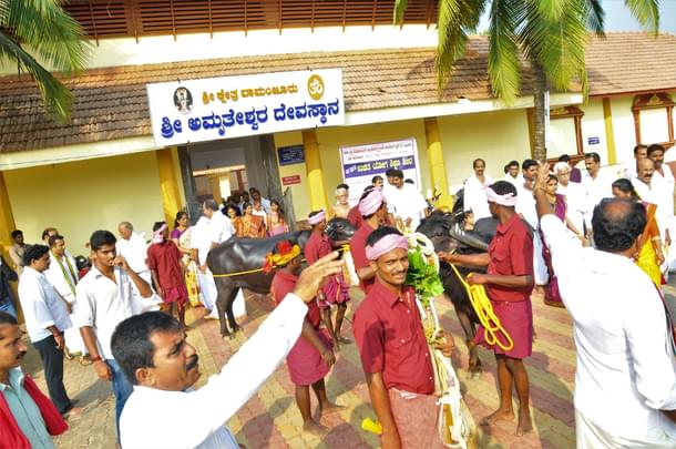 Kambala bulls at the Amratheshwar temple heading out for Kambala