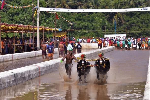 Kamabala bull running at the Rama Lakshmana Kare at Mangaluru Kambala 