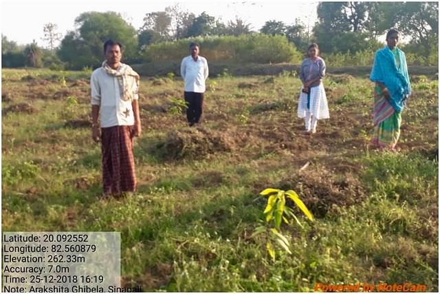 MGNREGA Mango Plantation- 2018-19 in Sinapali Block, Nuapada district of Odisha (Picture: Twitter)