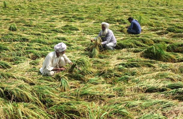 Indian farmers inspect their paddy crops damaged after heavy rains at village Jatta Kheran on Dakala road near Patiala, India. (Bharat Bhushan/Hindustan Times via GettyImages) 