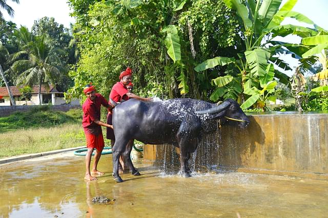 The bulls get an elaborate bath twice a day