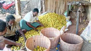 Workers sorting out lemon at a trader’s premise in Podalakur Lemon Market before being despatched to Chennai.&nbsp;