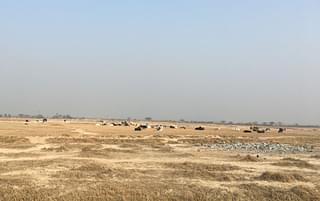 Hundreds of stray cattle seen on the way to Khandera