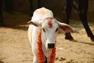 Calf garlanded with marigold flowers (Ramesh Pathania/Mint via Getty Images)