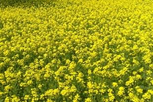 Mustard fields. (Waseem Andrabi/Hindustan Times via Getty Images)