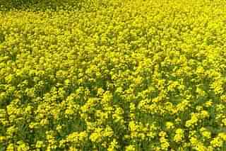 Mustard fields. (Waseem Andrabi/Hindustan Times via Getty Images)