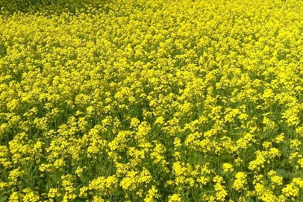 Mustard fields. (Waseem Andrabi/Hindustan Times via Getty Images)