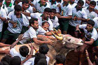 Youngsters try to tame a bull at a jallikattu event