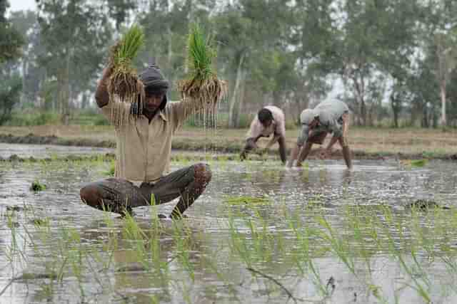 Farmers plants paddy saplings in a field in village Ranbir Sing Pura in Jammu. (Nitin Kanotra /Hindustan Times via GettyImages)