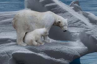 Representative image. (Pixabay/<i><br></i>Gellinger)