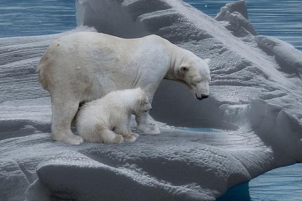 Representative image. (Pixabay/<i><br></i>Gellinger)