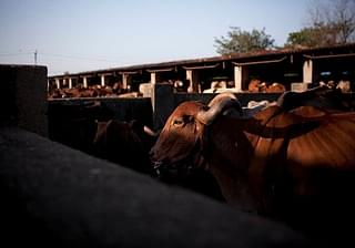 Cows at the Shree Gopala Goshala cow shelter in Bhiwandi, India.&nbsp;