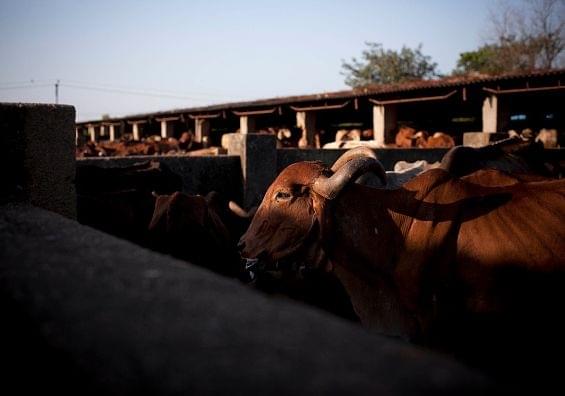 Cows at the Shree Gopala Goshala cow shelter in Bhiwandi, India. 