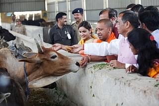 Uttar Pradesh Chief Minister Yogi Adityanath feeding cows. (Picture for representation).  