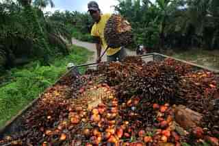 An Indonesian worker loads palm oil seeds into a cart.