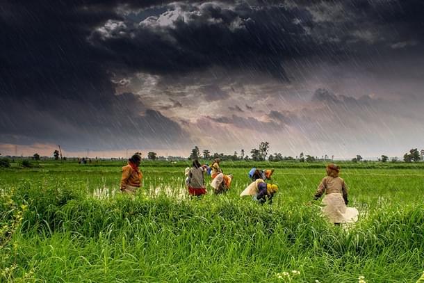 Agriculture sector (Representative image) (Rajarshi Mitra/Wikimedia Commons)