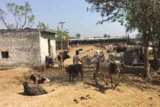 A temporary cow shelter in Bisada.