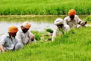 Farmers working in fields (Bharat Bhushan/Hindustan Times via Getty Images)