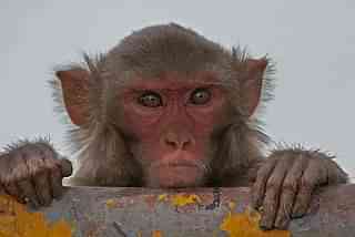 Rhesus macaque. (Pic by J M Garg via Wikipedia)