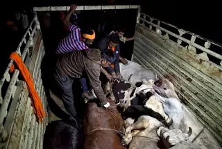 <i>Gau rakshaks </i>of Naval Kishore Sharma’s team in Ramgarh, Rajasthan