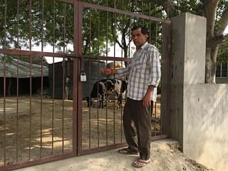 A relative shows the cow shed of Ratan Singh