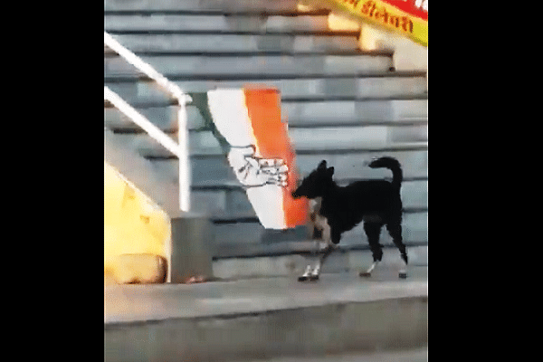 Dog tearing down a Congress flag (Video screengrab)