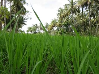 <b>Paddy fields</b>: A signature scene across the agrarian district.&nbsp;