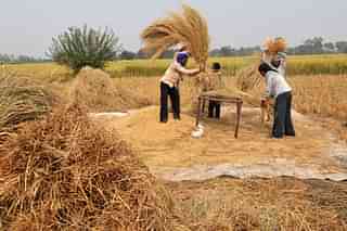 Farmers threshing rice. (Nitin Kanotra/Hindustan Times via Getty Images)
