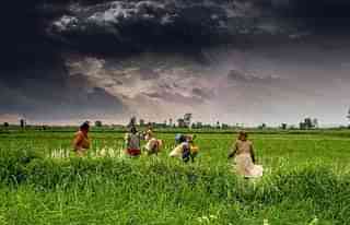 Farmers in a field in Madhya Pradesh. (Rajarshi Mitra/Wikimedia Commons)