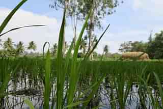 A paddy field in Mandya district, Karnataka (Pic: Hemanth Gowda)