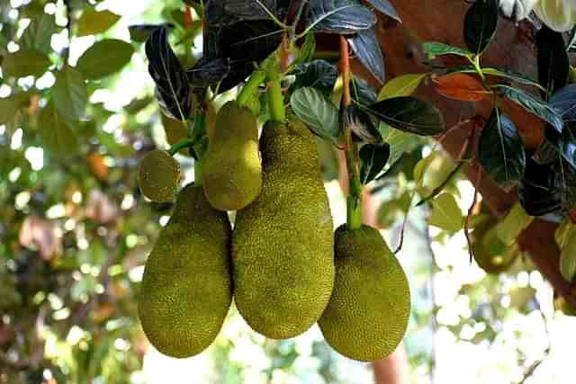 A jackfruit tree.