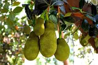 A jackfruit tree.