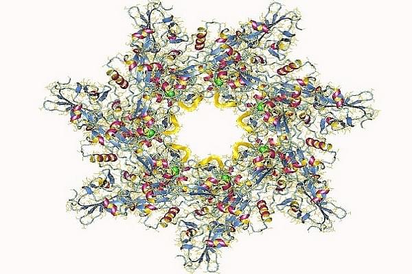 Anthrax toxin protective antigen (fragment) heptamer, <i>Bacillus anthracis (&nbsp;</i>Pic Via Wikimedia Commons)