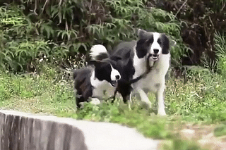 Both the dogs happily sprint away after the rescue (Video Screengrab)